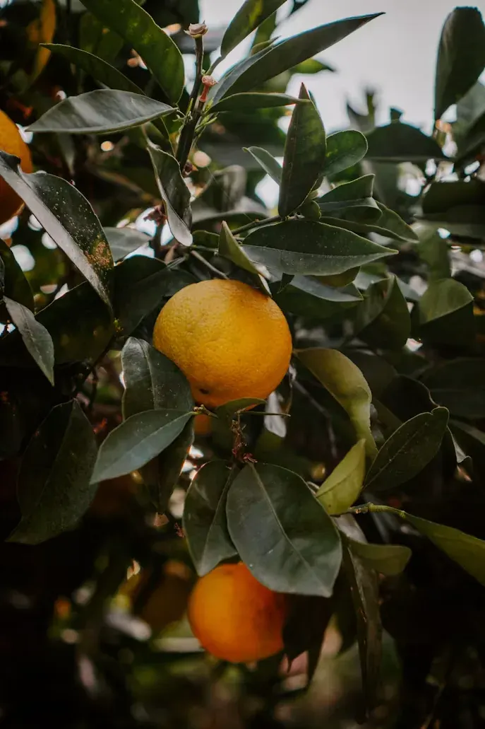 Yuzu
