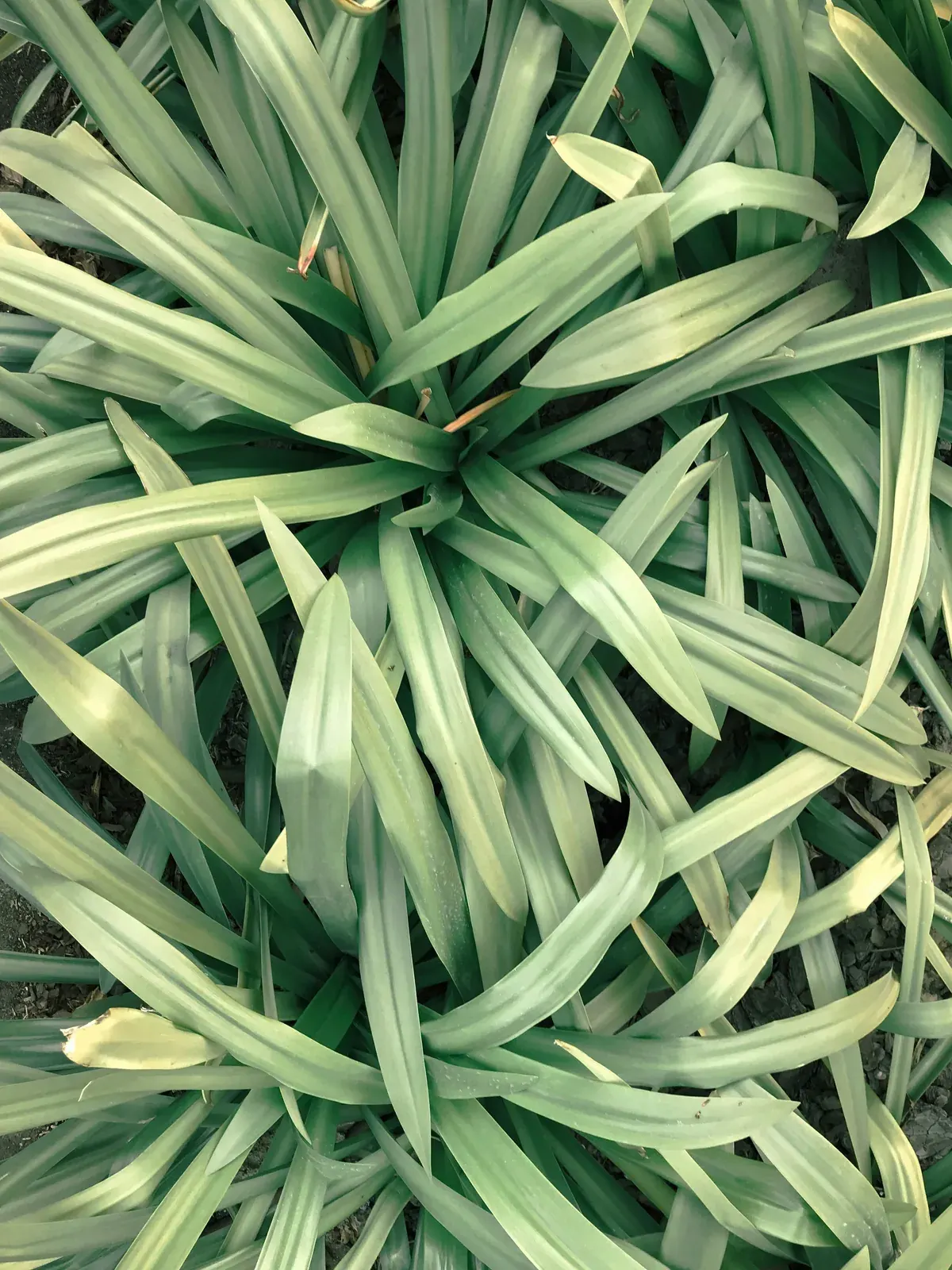 Citronella