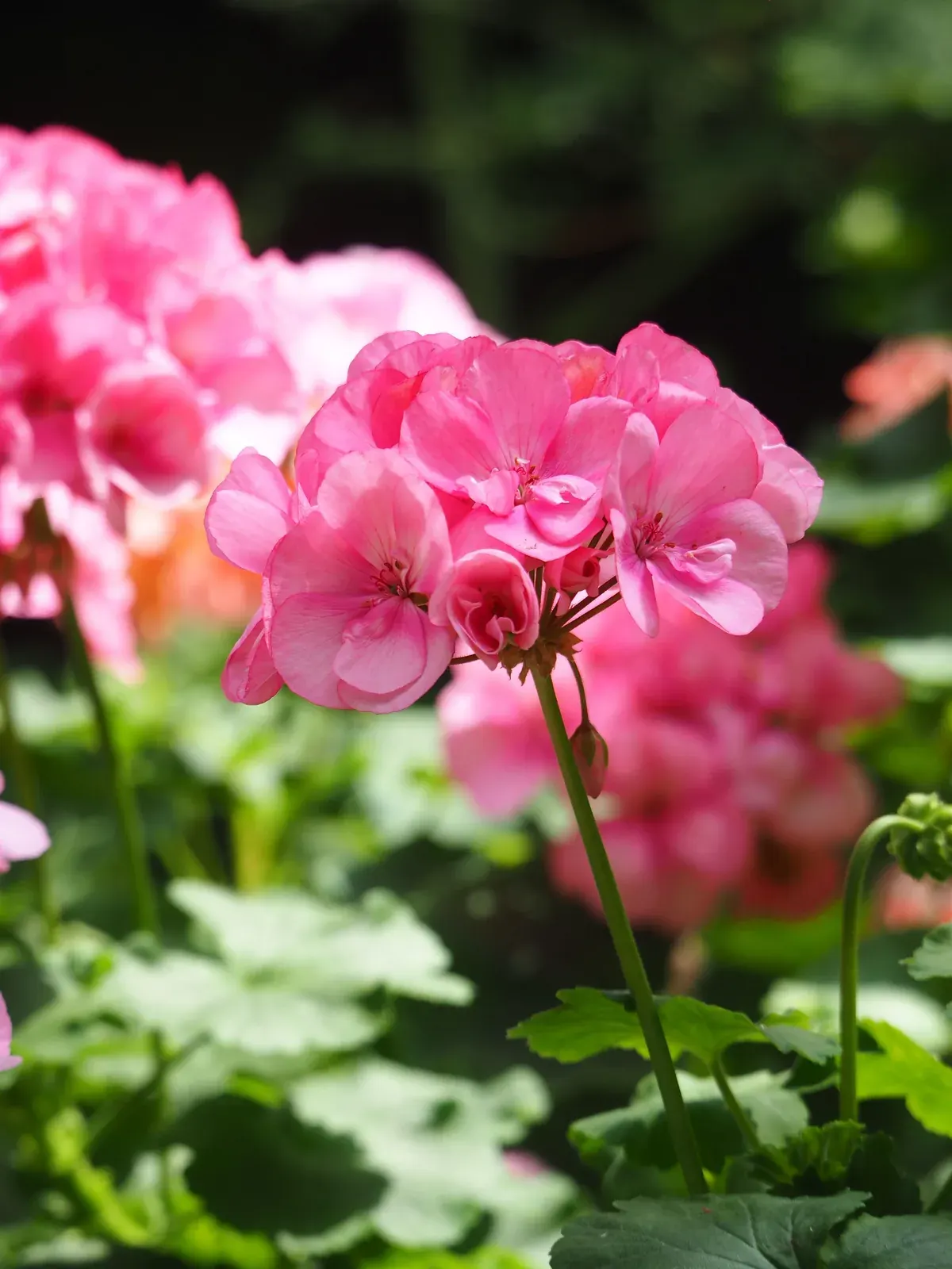Geranium