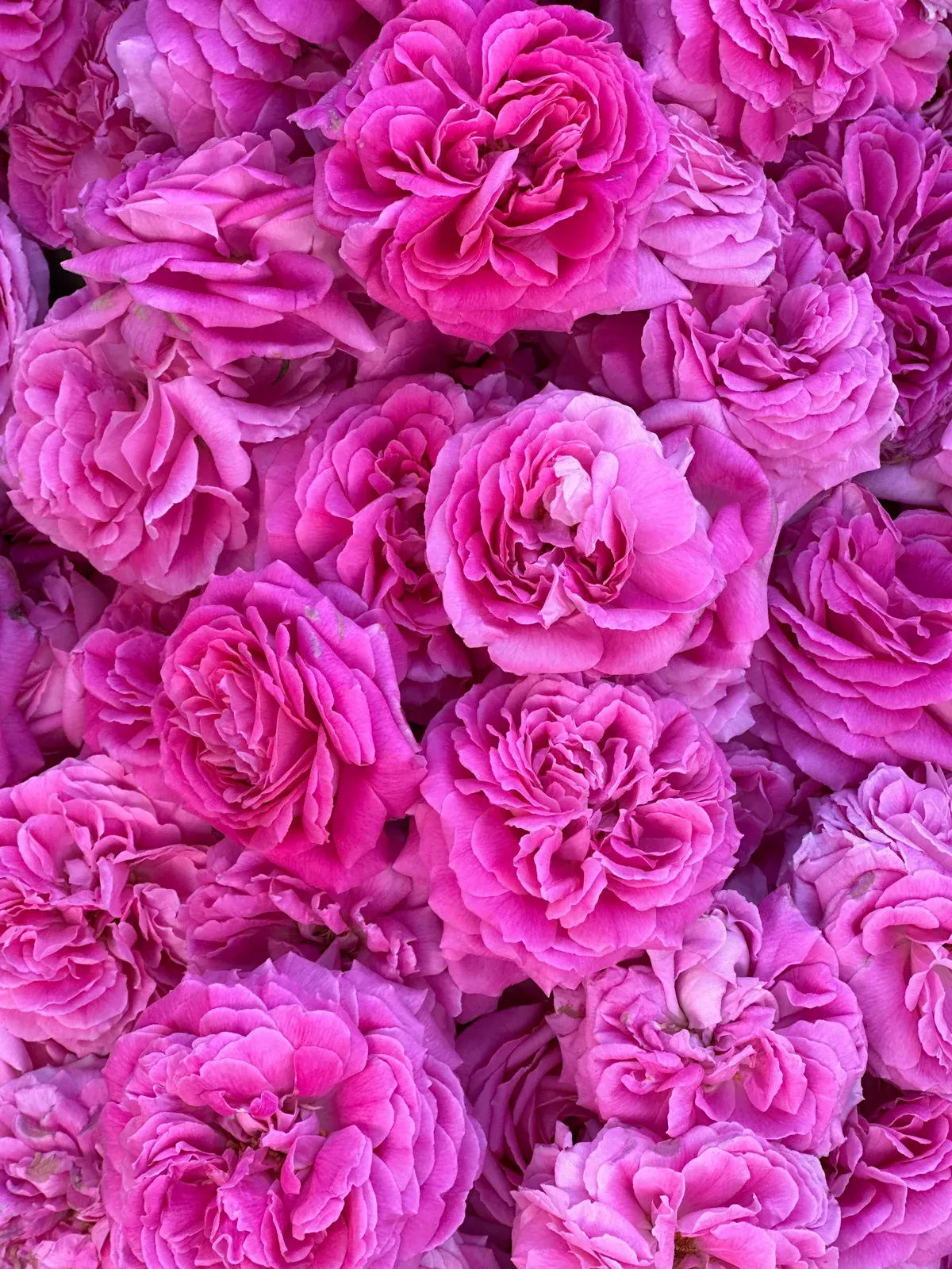 Damask Rose