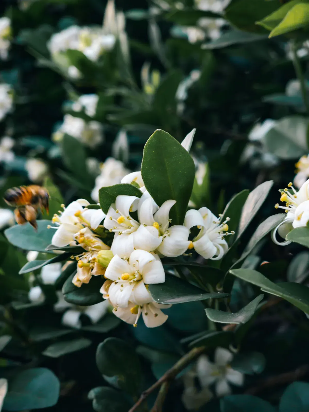 Neroli