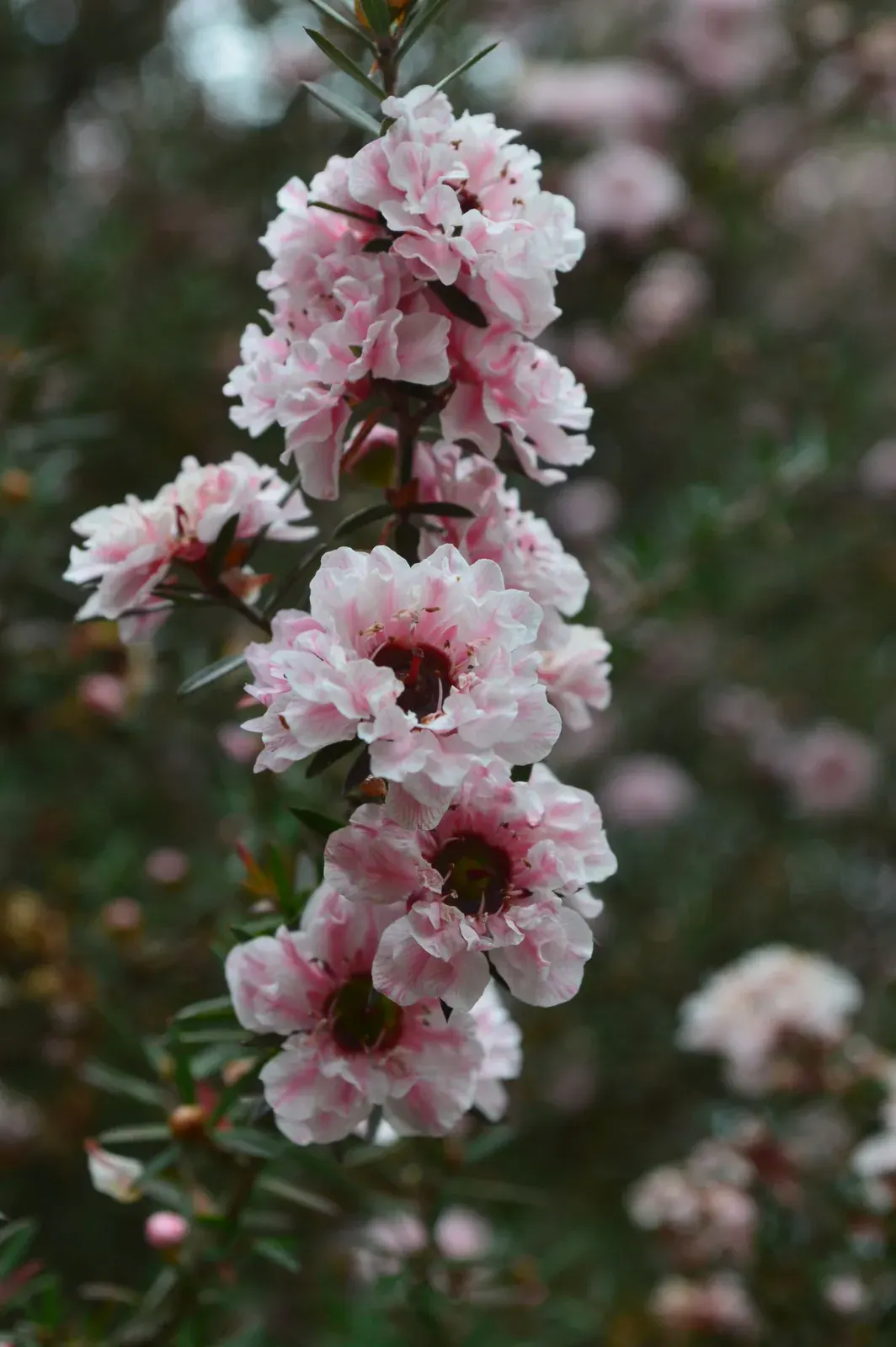Manuka