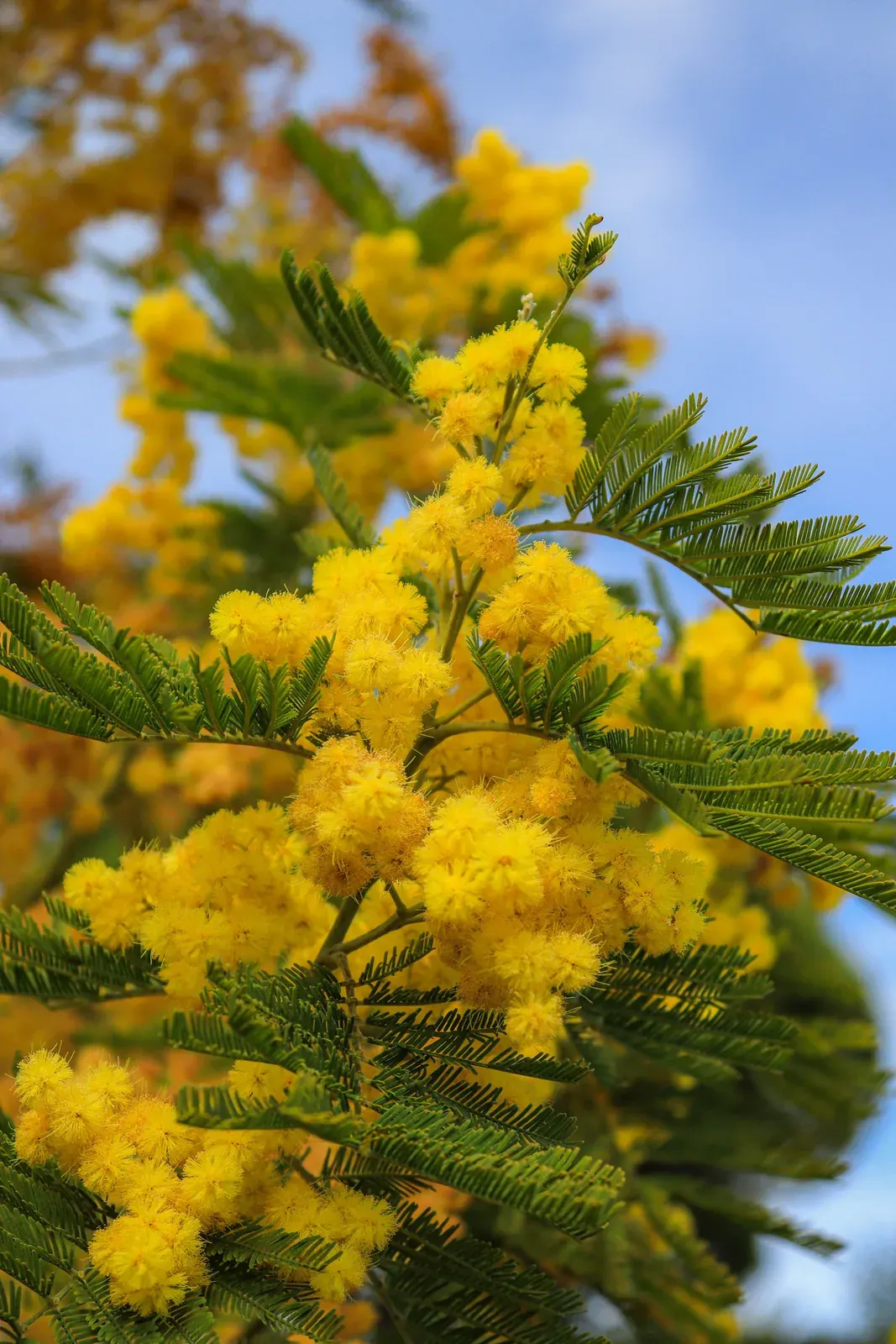 Mimosa