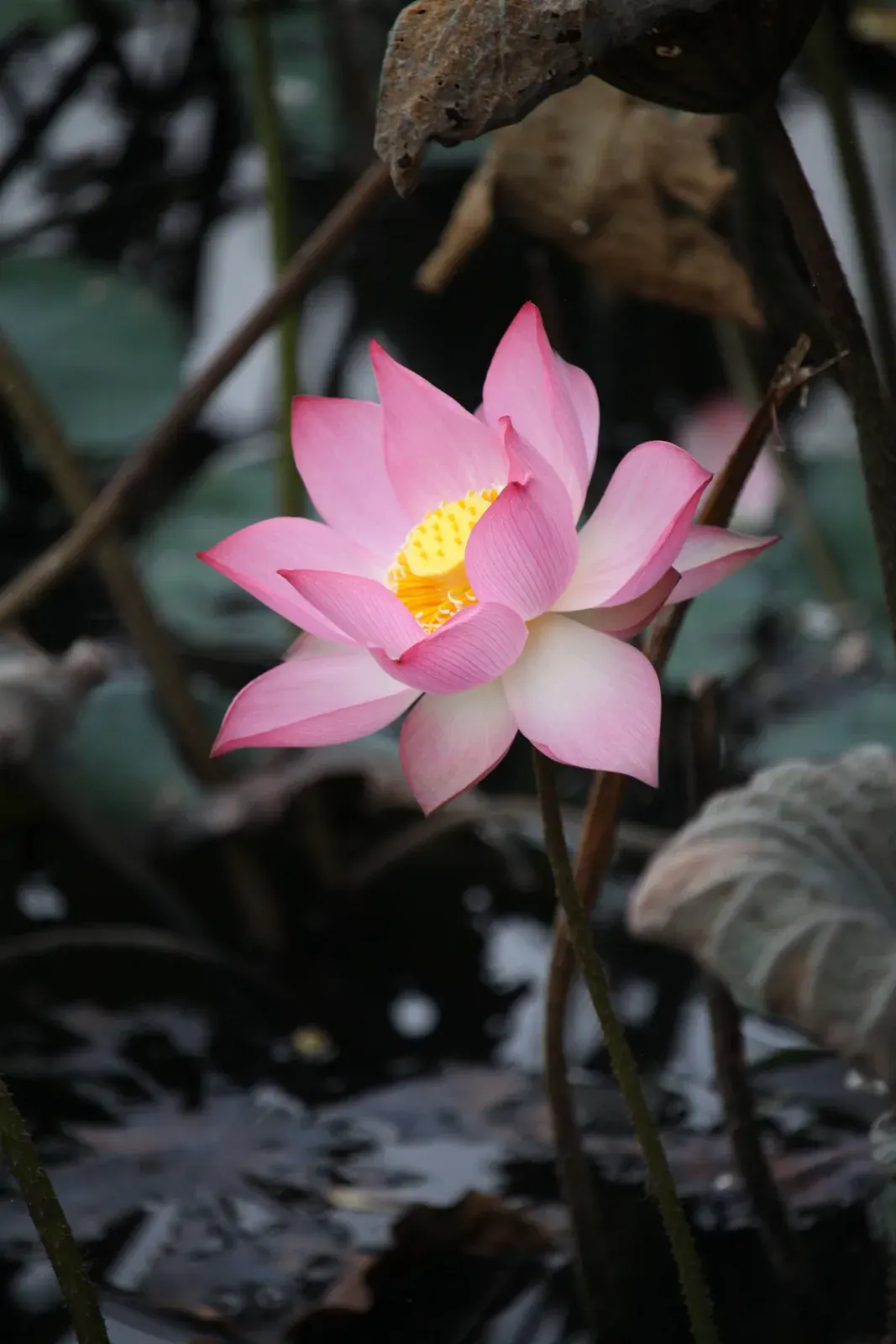Lotus