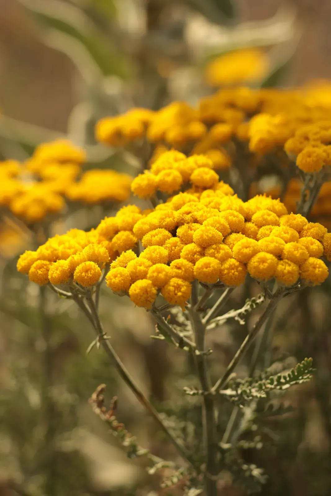 Immortelle