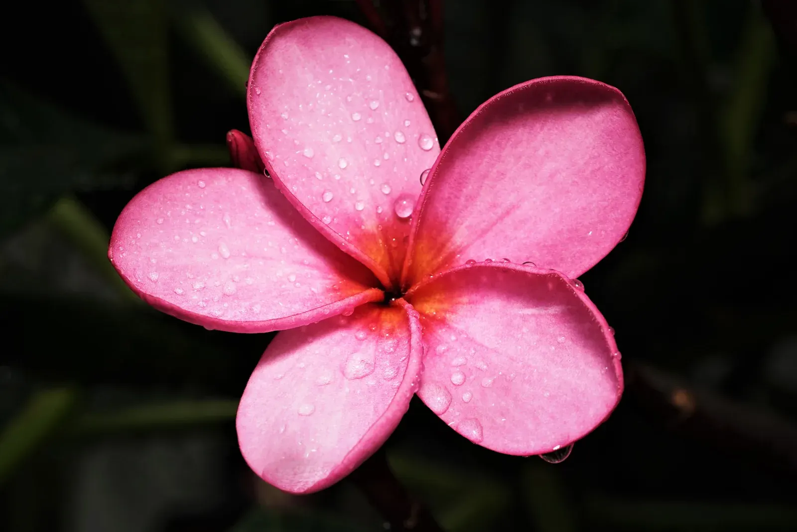 Plumeria
