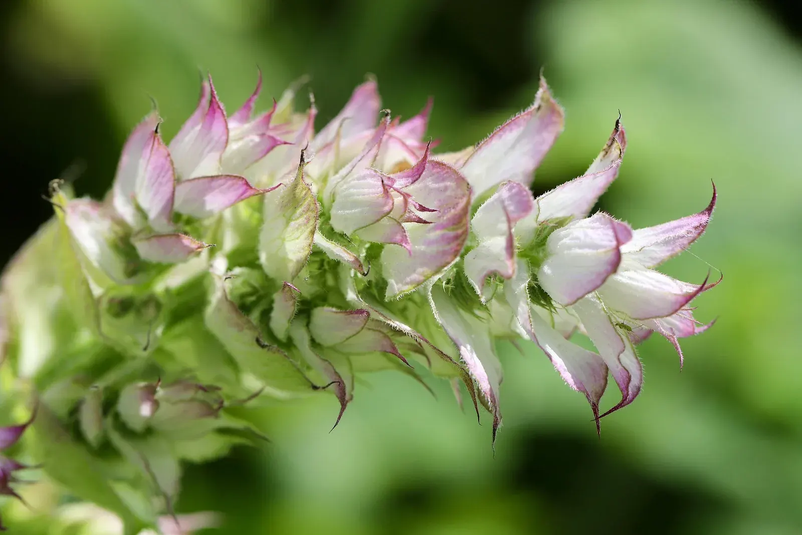 Clary Sage