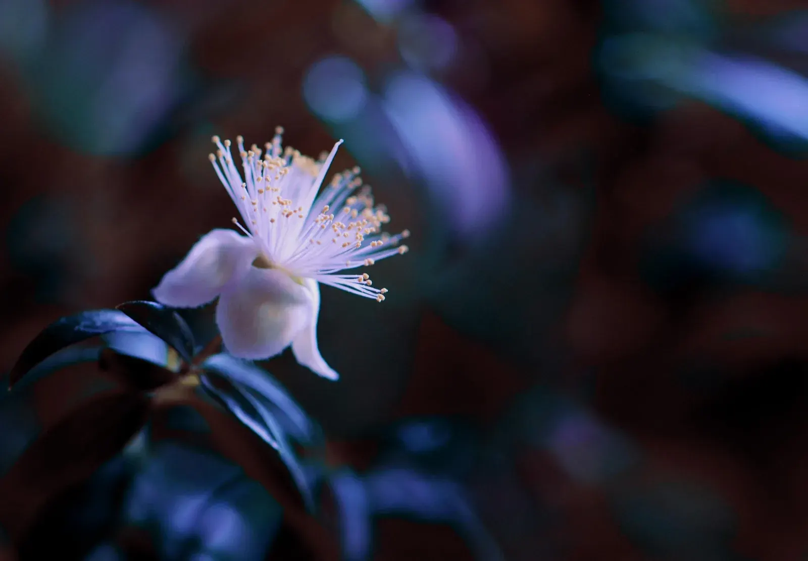 Myrtle