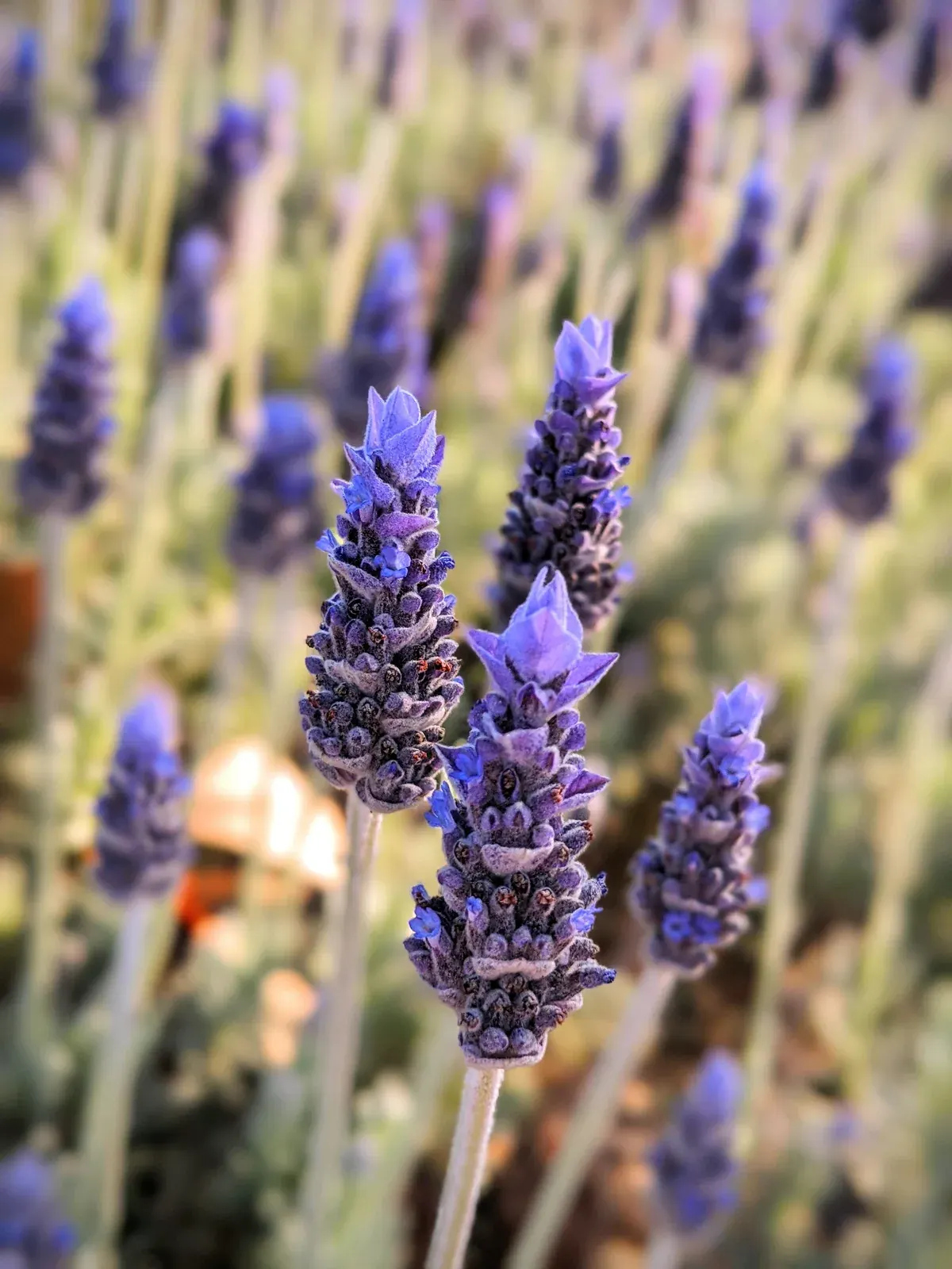 Spike Lavender