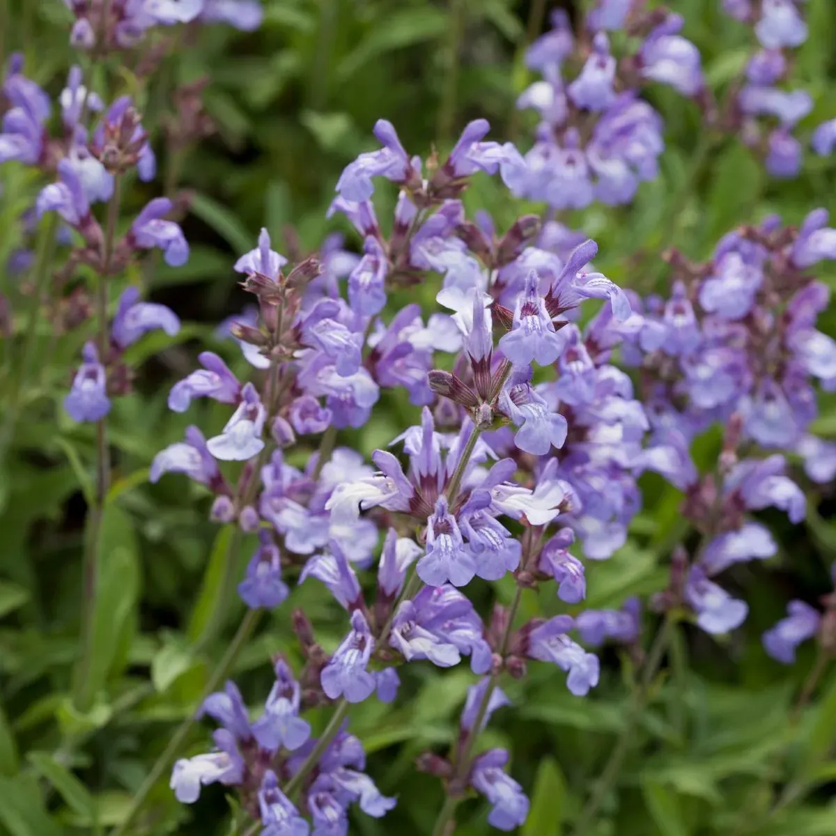 Spanish Sage