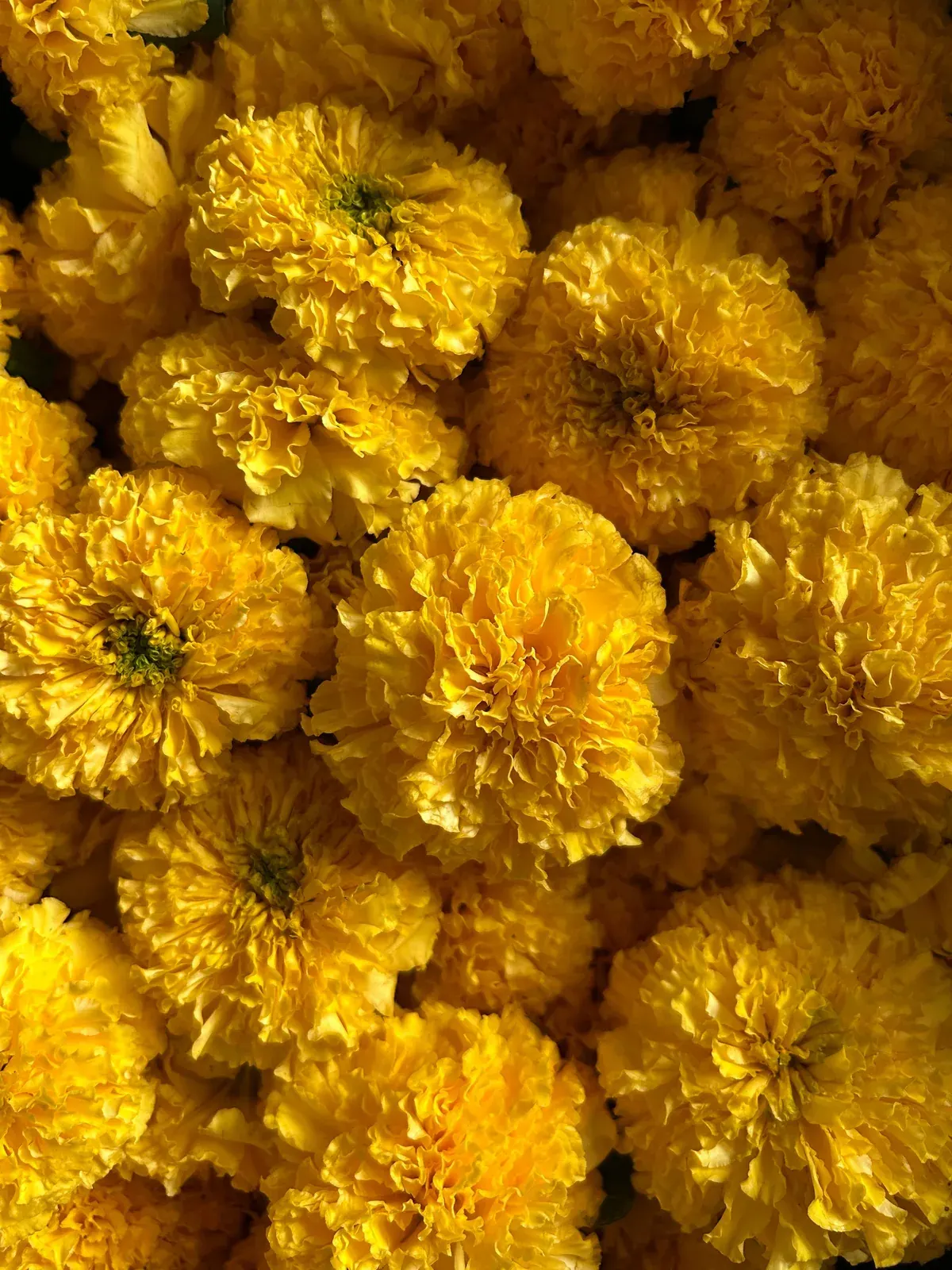 Marigold
