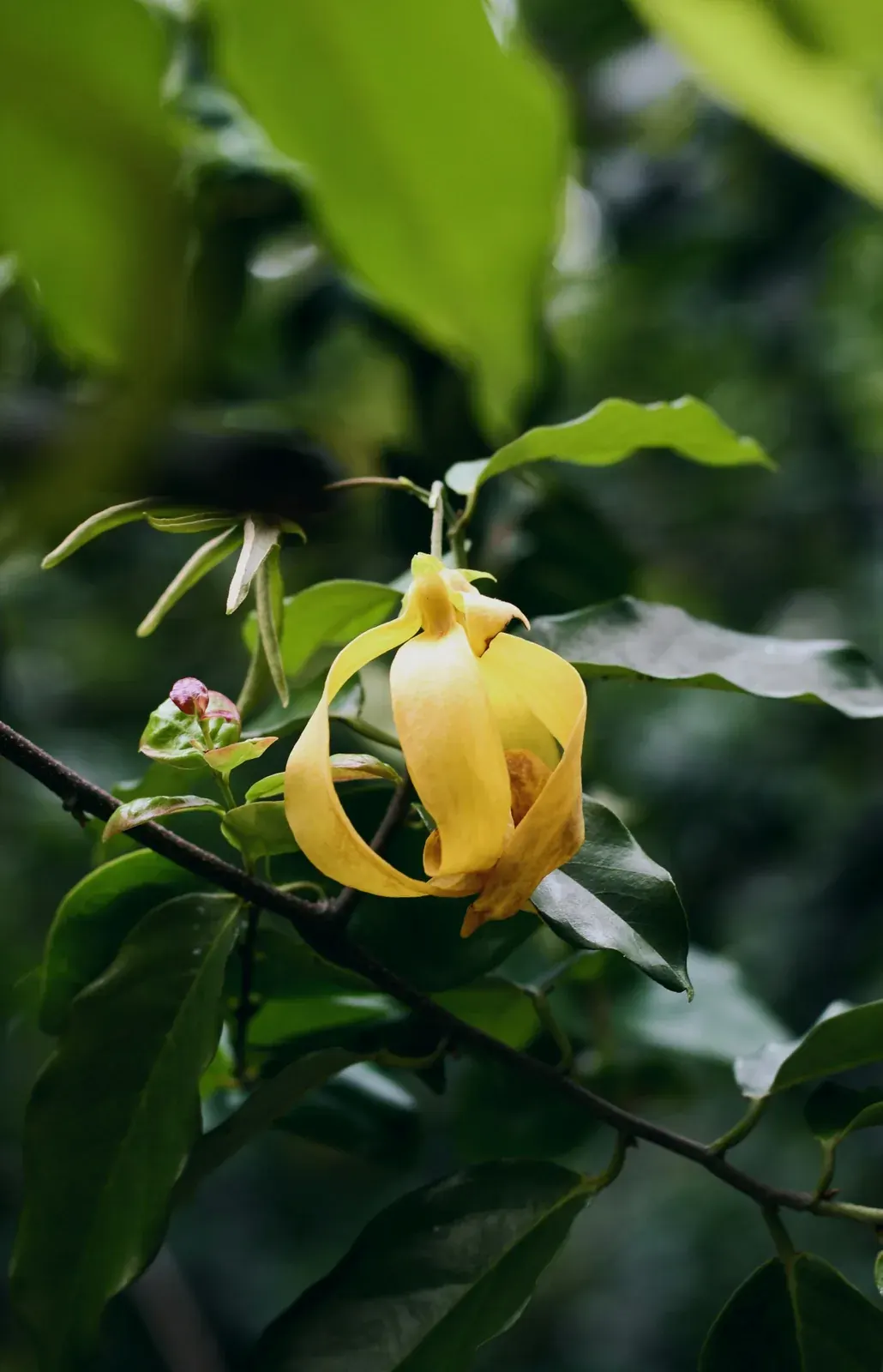 Ylang Ylang