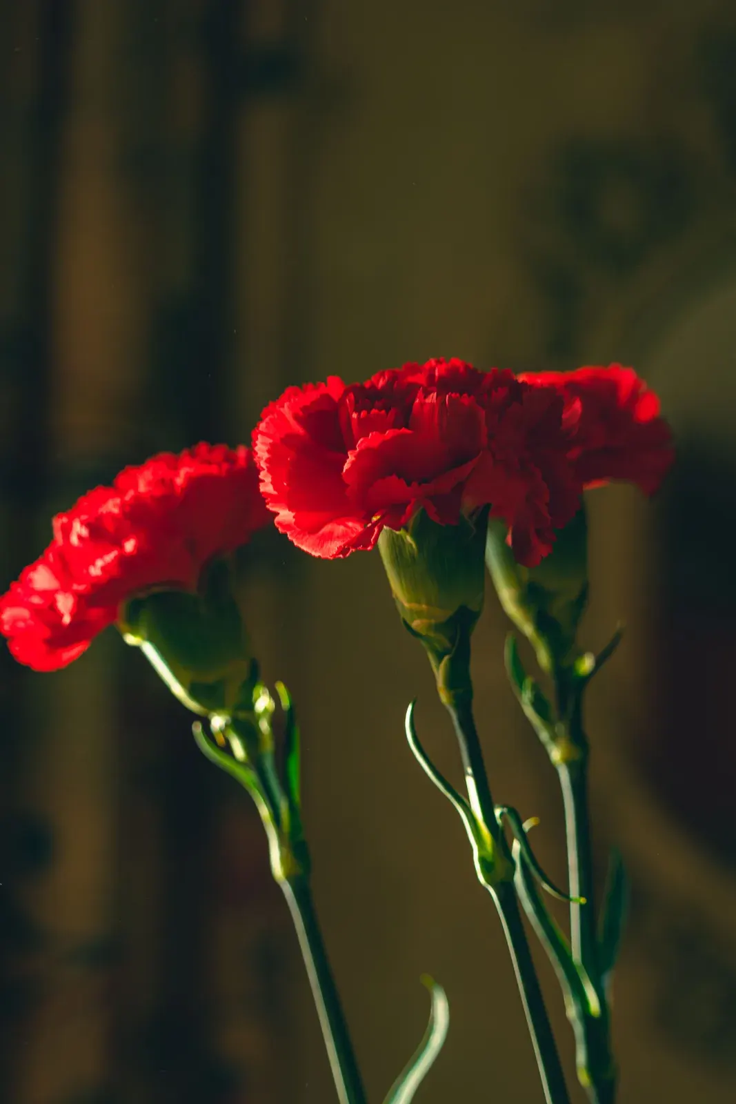 Carnation