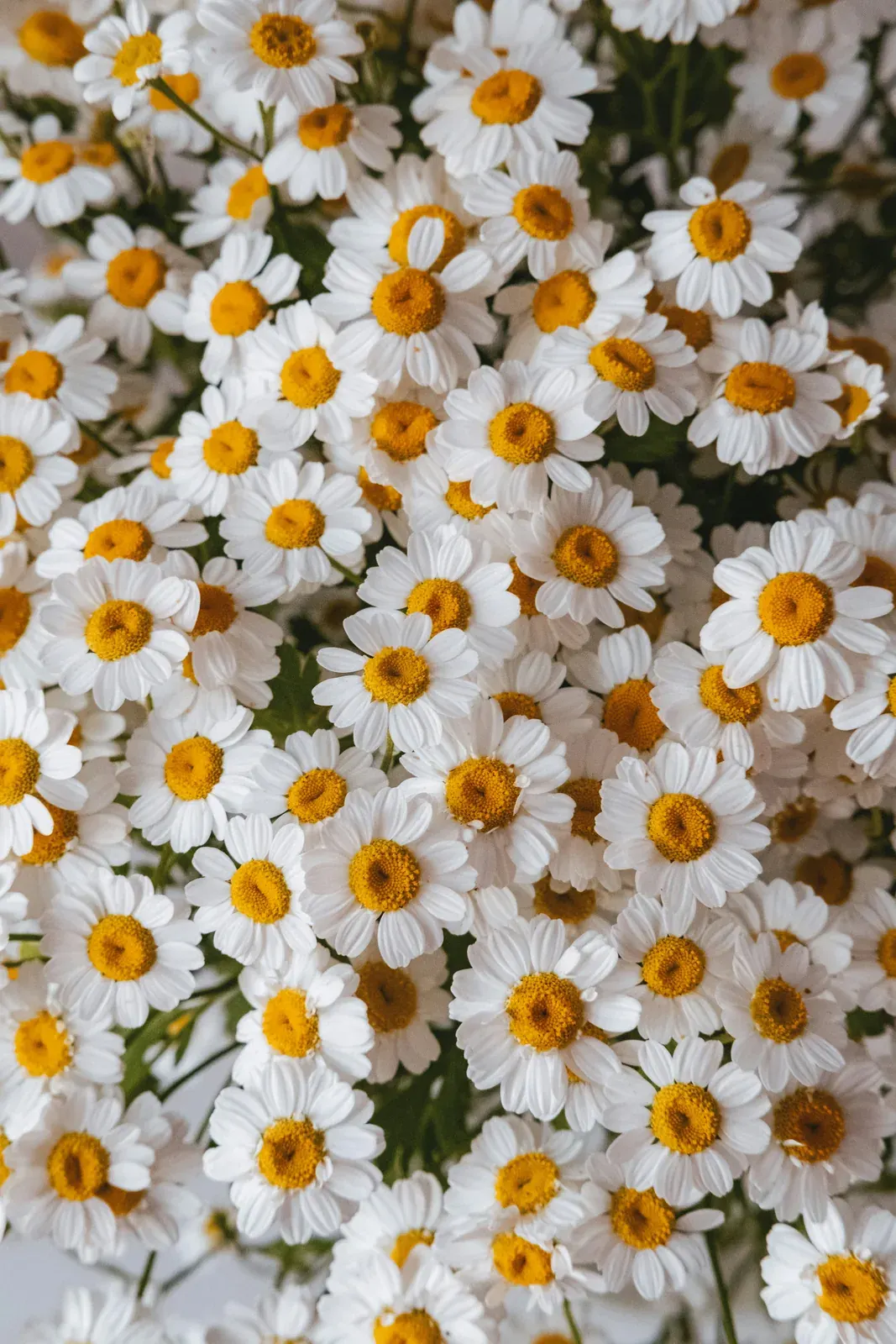 Roman Chamomile