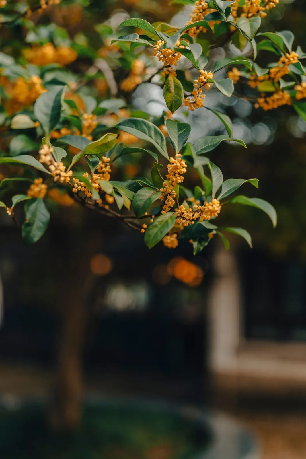 Osmanthus