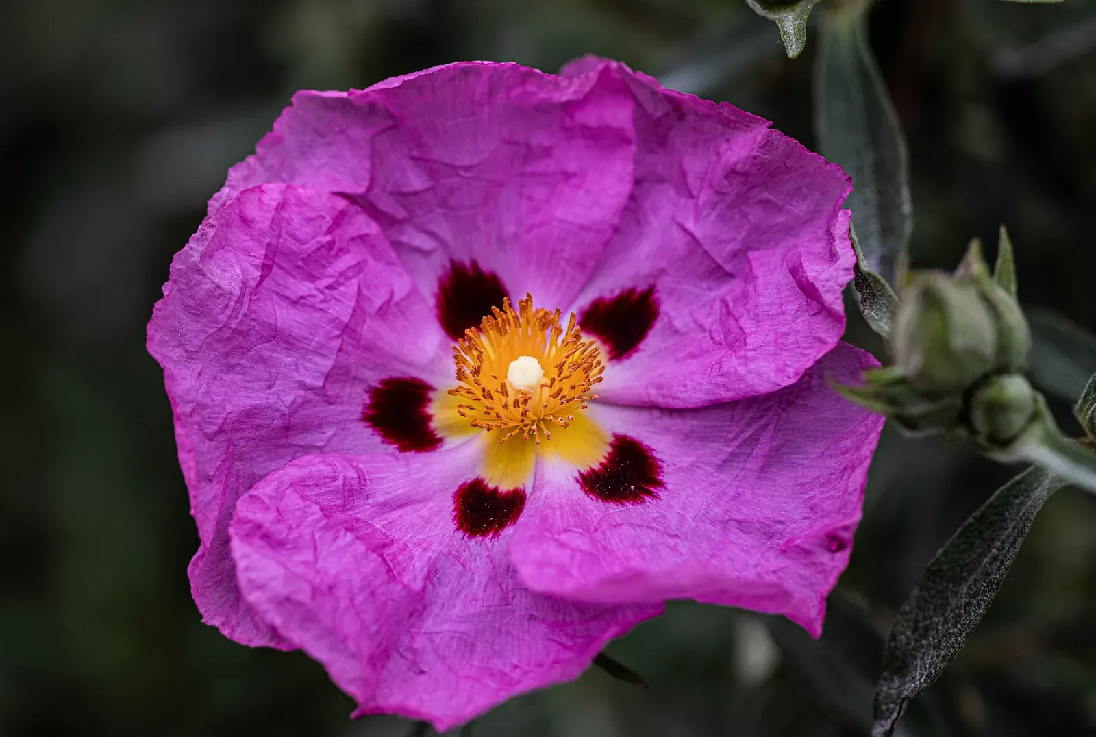 Cistus Rose