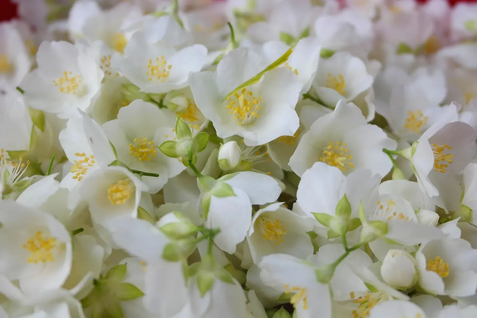 Jasmine