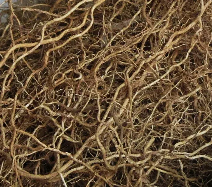 Vetiver