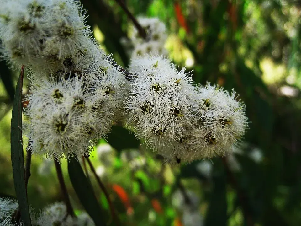 Eucalyptus Radiata