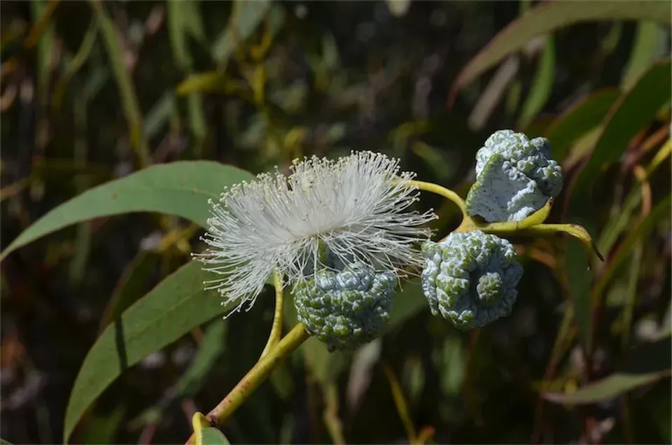 Eucalyptus globulus