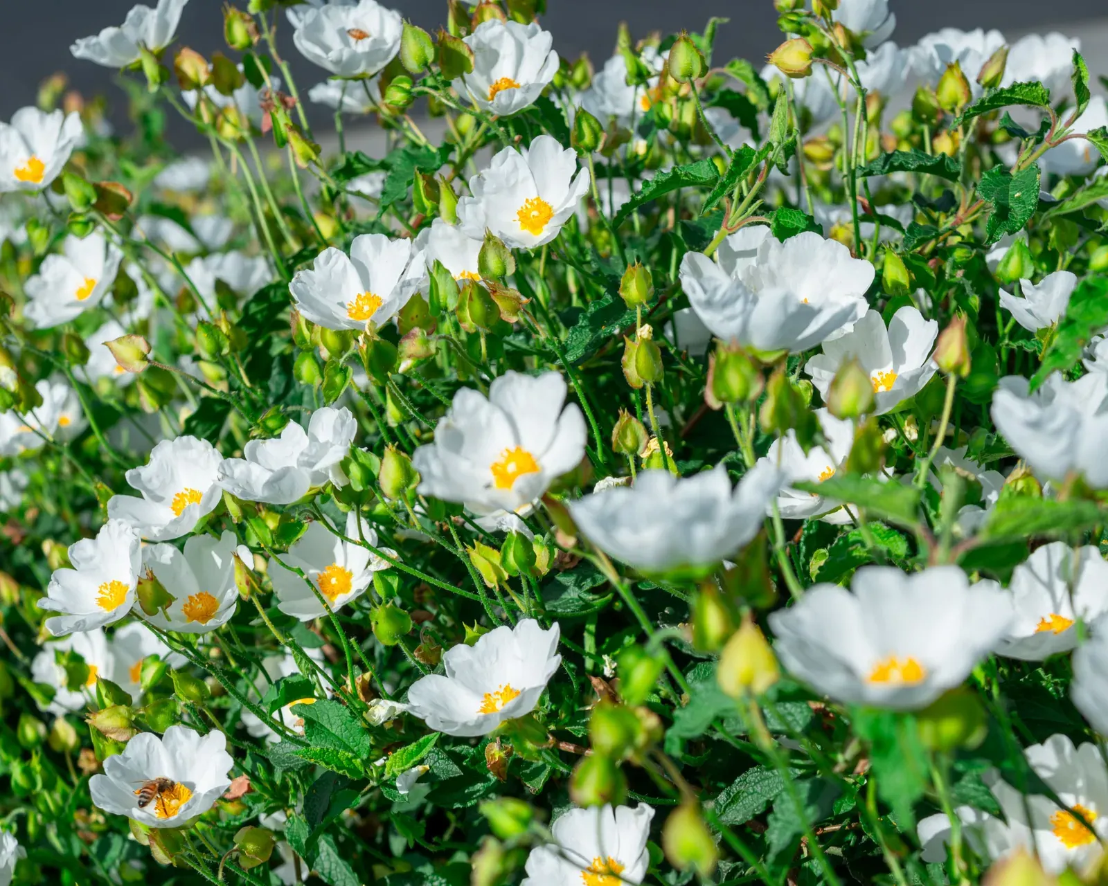 Cistus