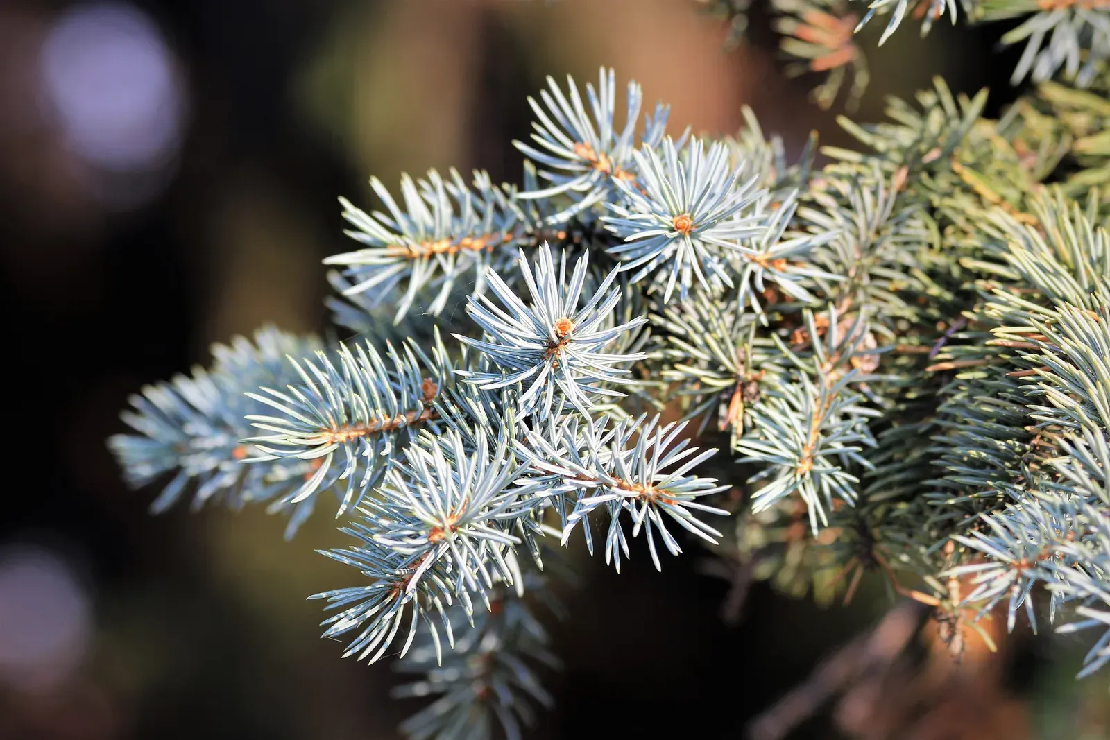 Silver Fir