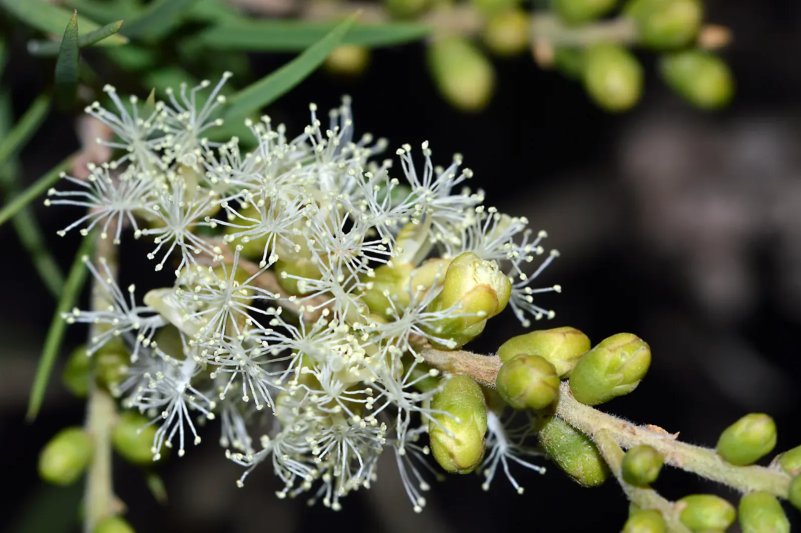 Tea Tree