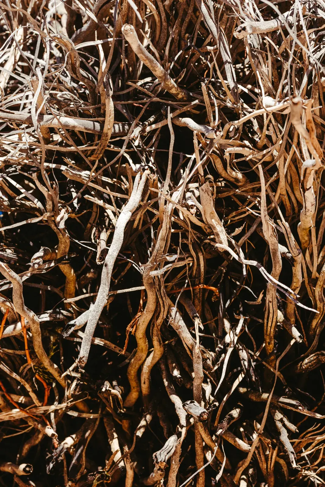 Nardostachys Jatamansi