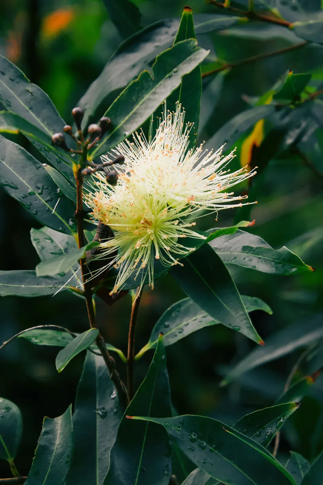 Niaouli Cineol