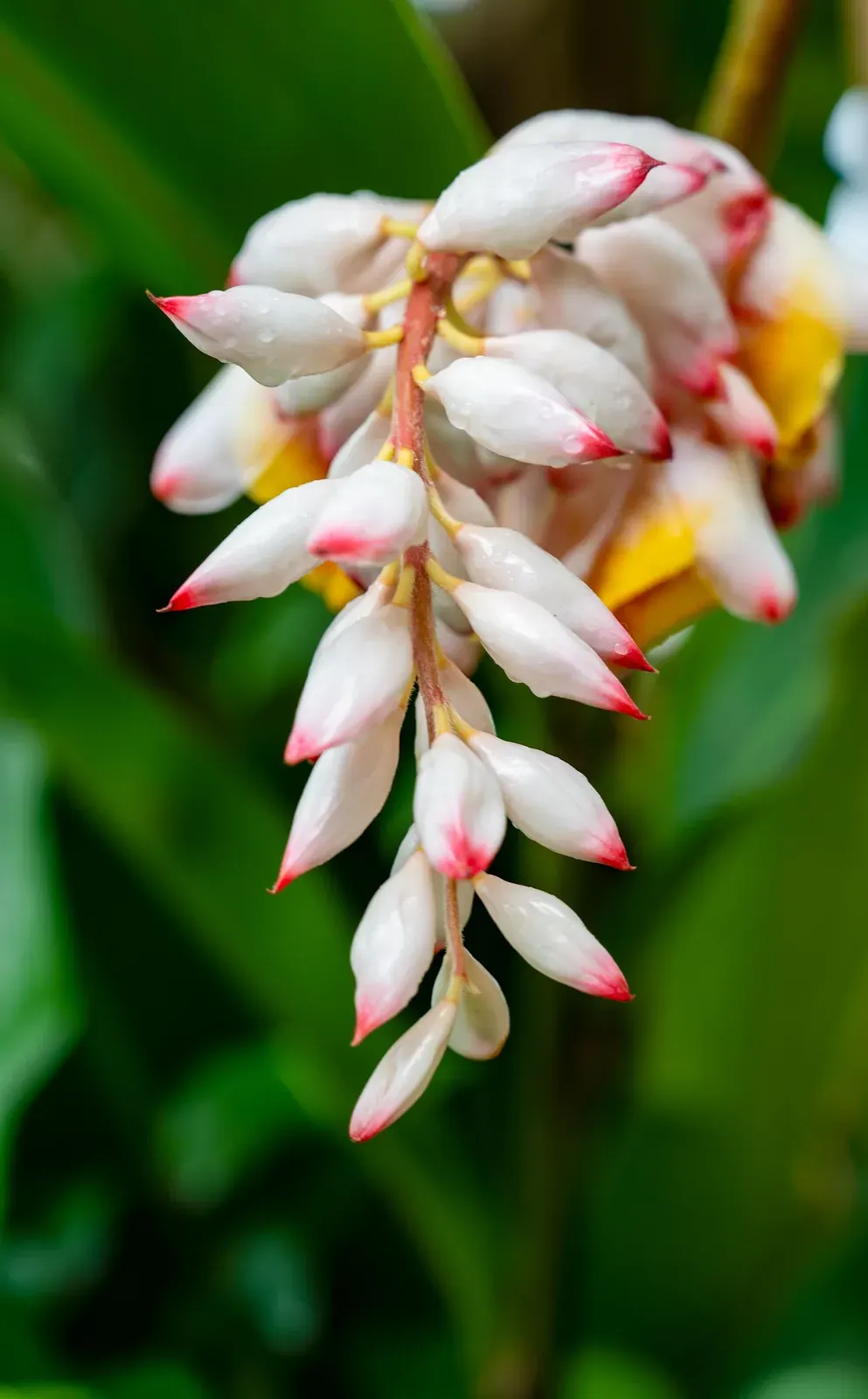Alpinia Uraiensis