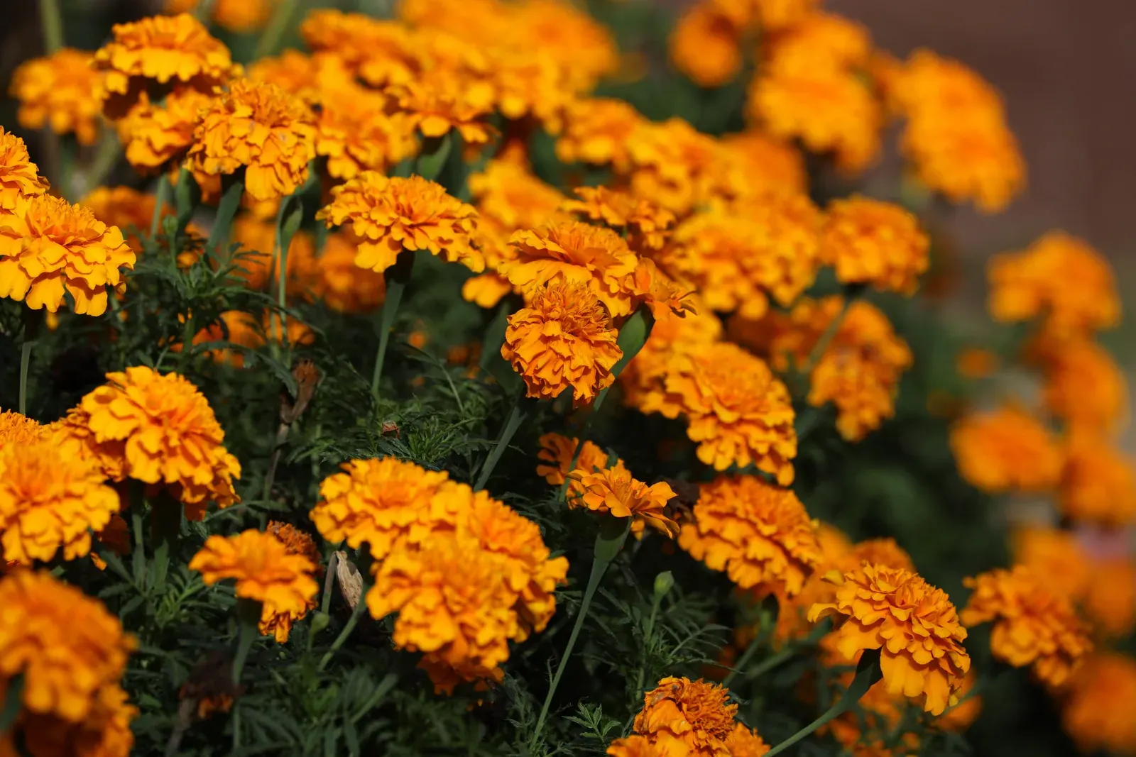 Tagetes