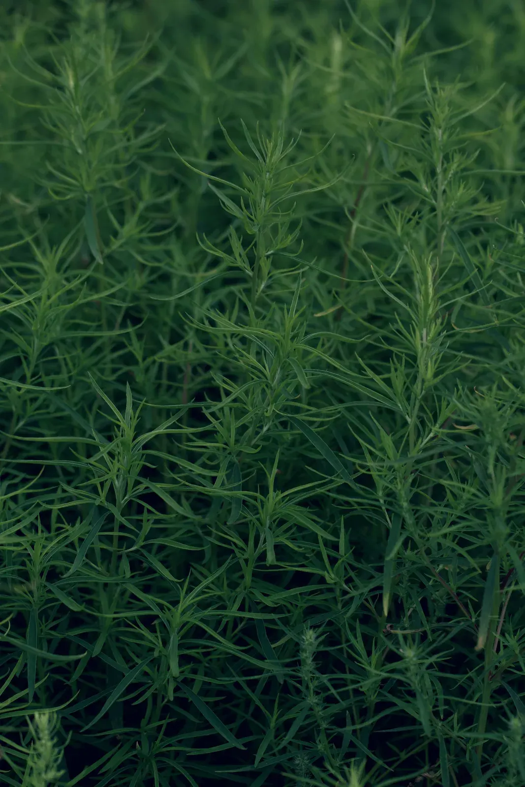 Tarragon