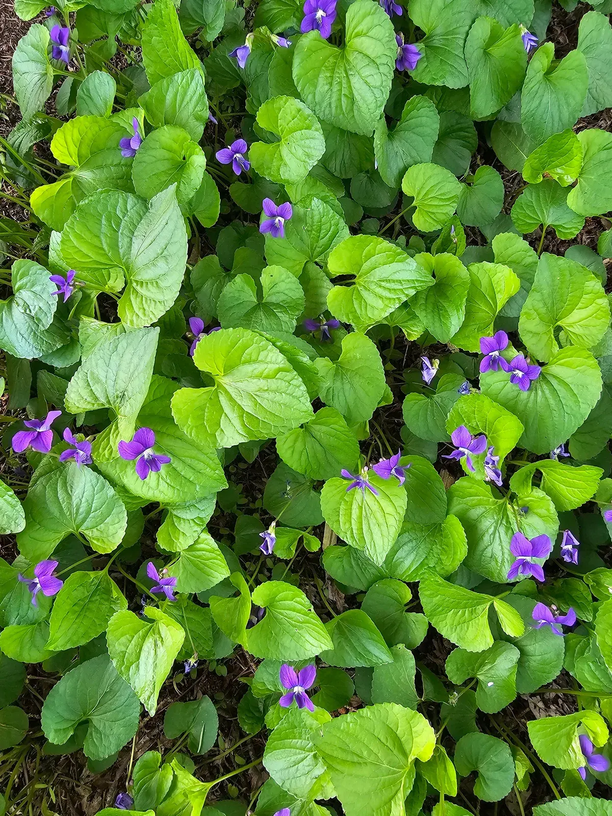 Violet Leaf