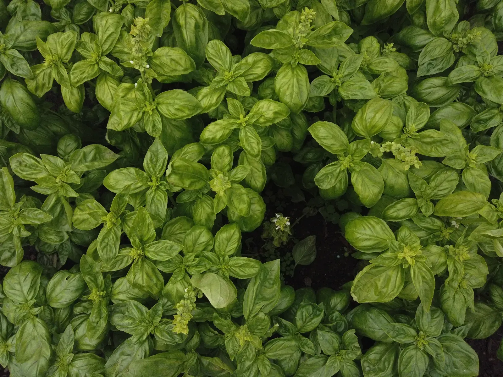 Basil