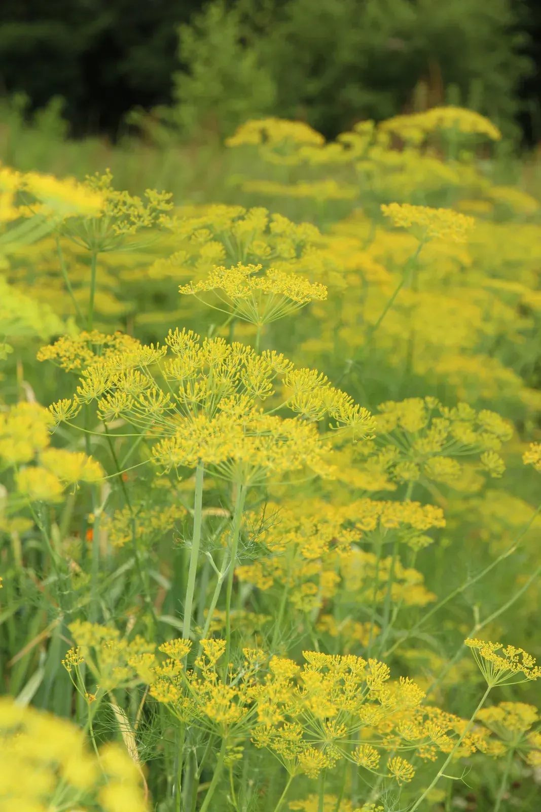 Fennel