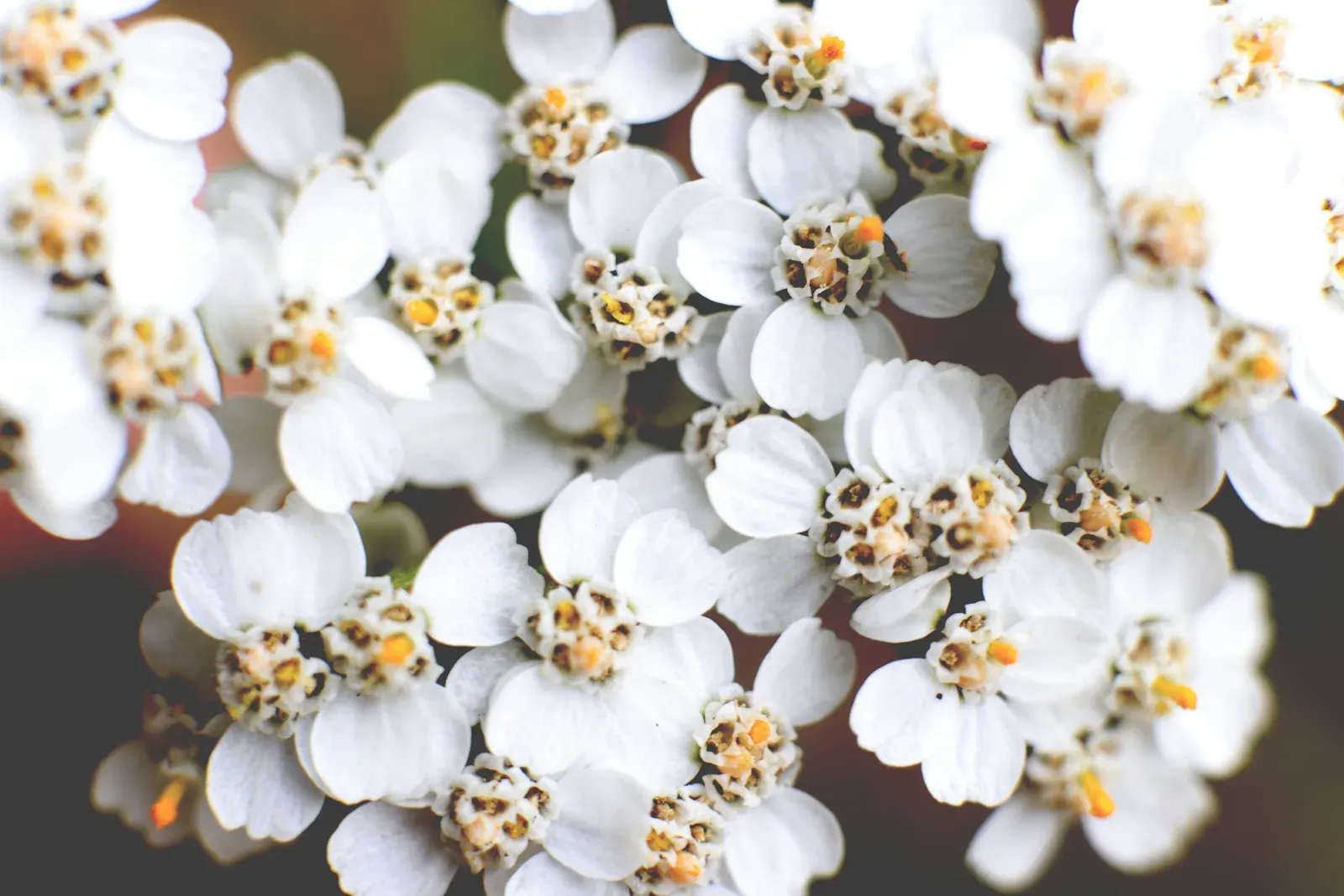 Blue Yarrow