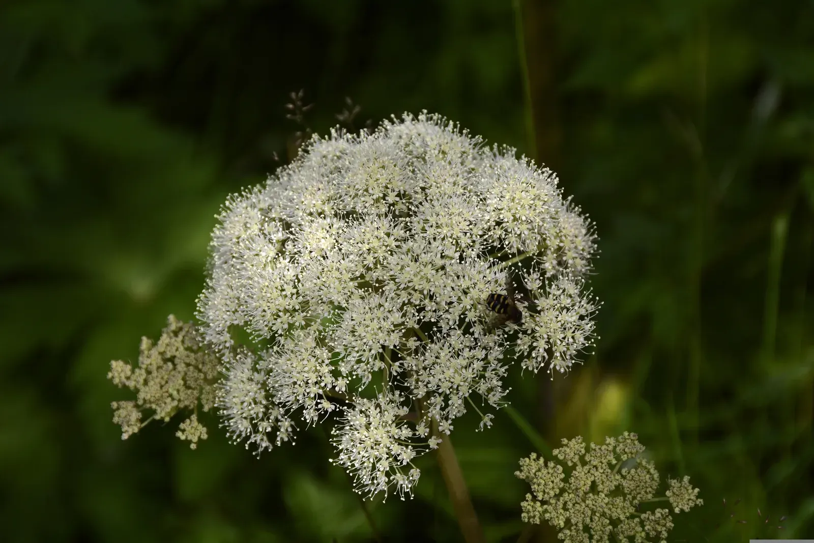 Angelica