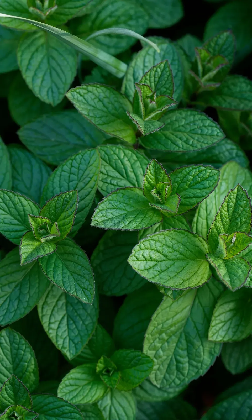 Peppermint