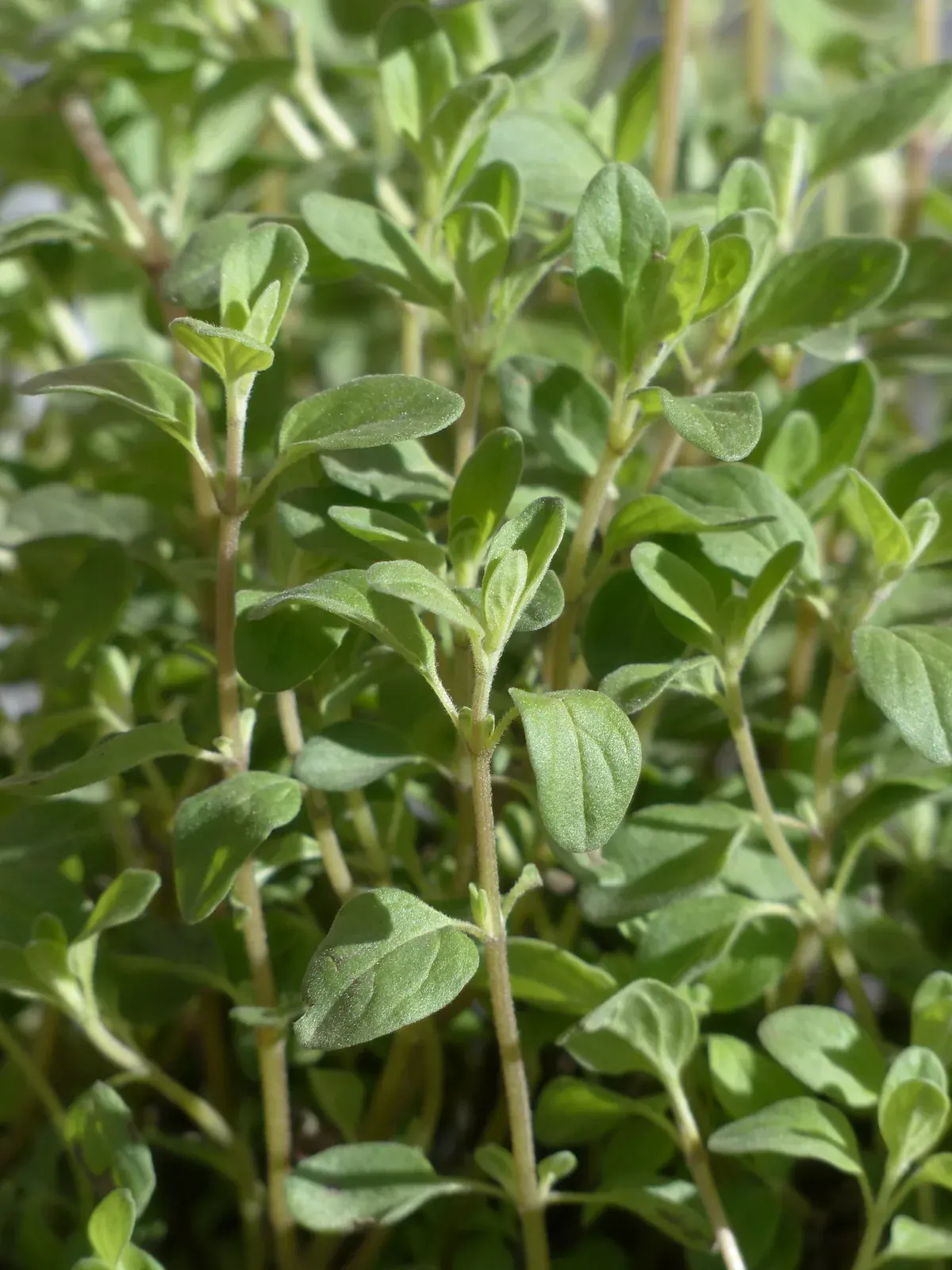 Marjoram