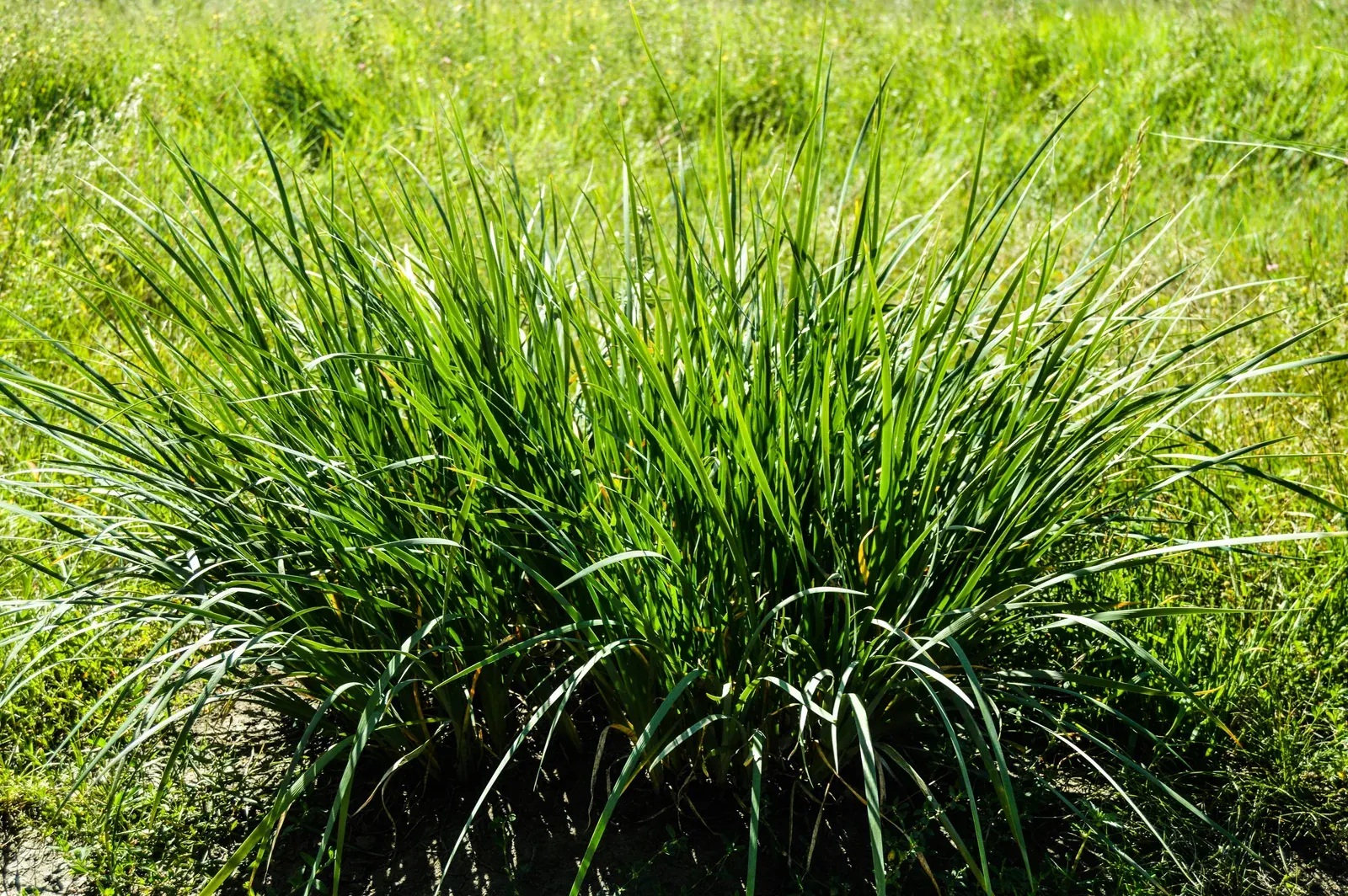 Lemongrass