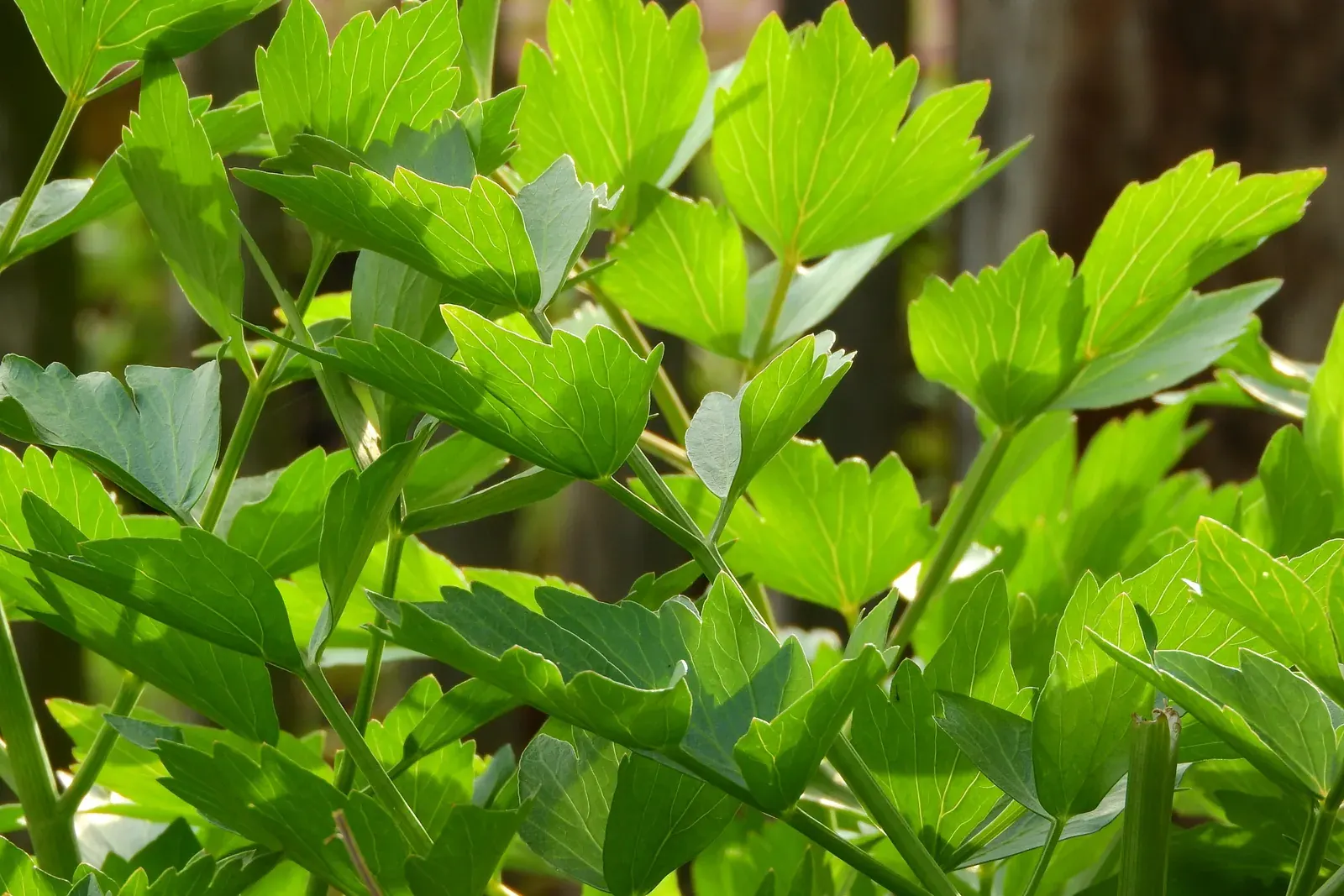 Lovage