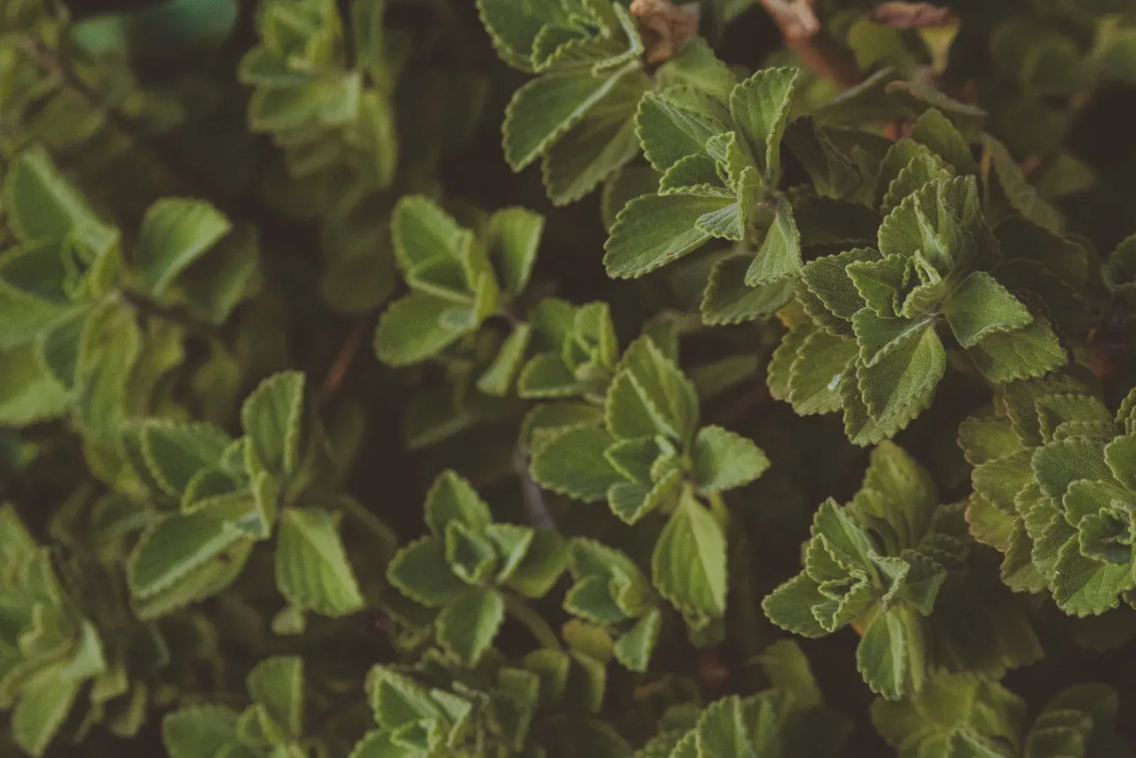 Spanish Thyme