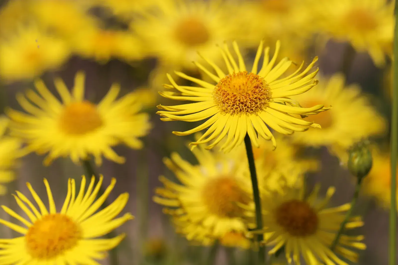 Inula