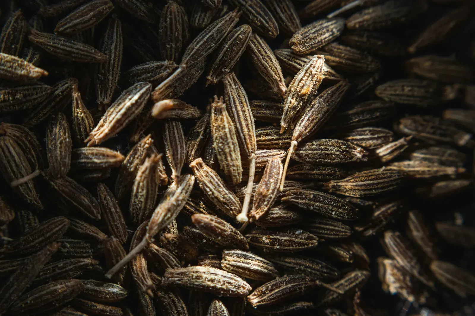 Carrot Seed