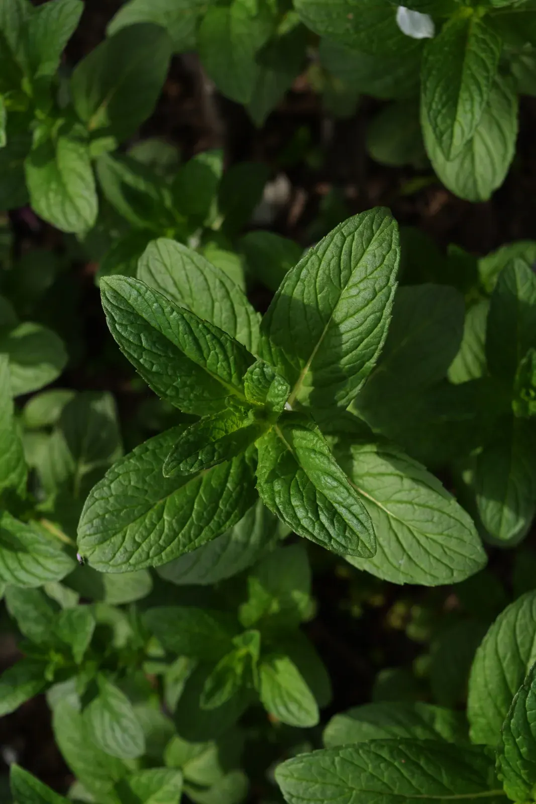 Spearmint