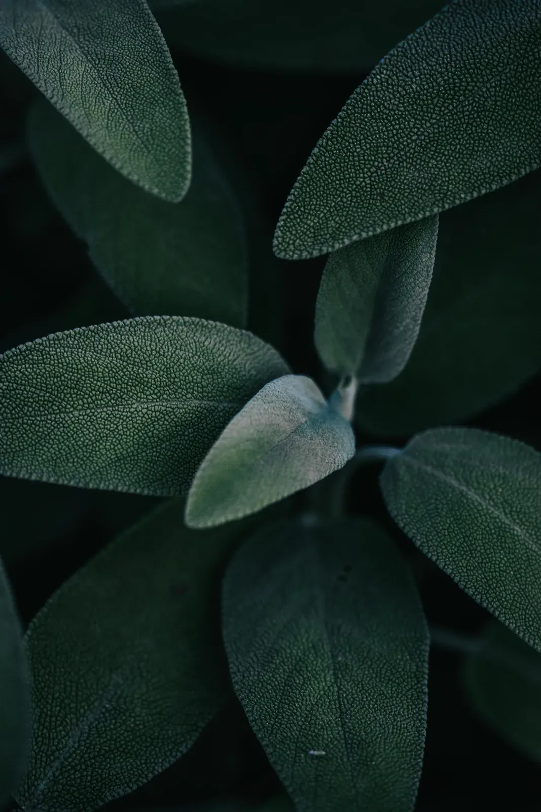 Sage