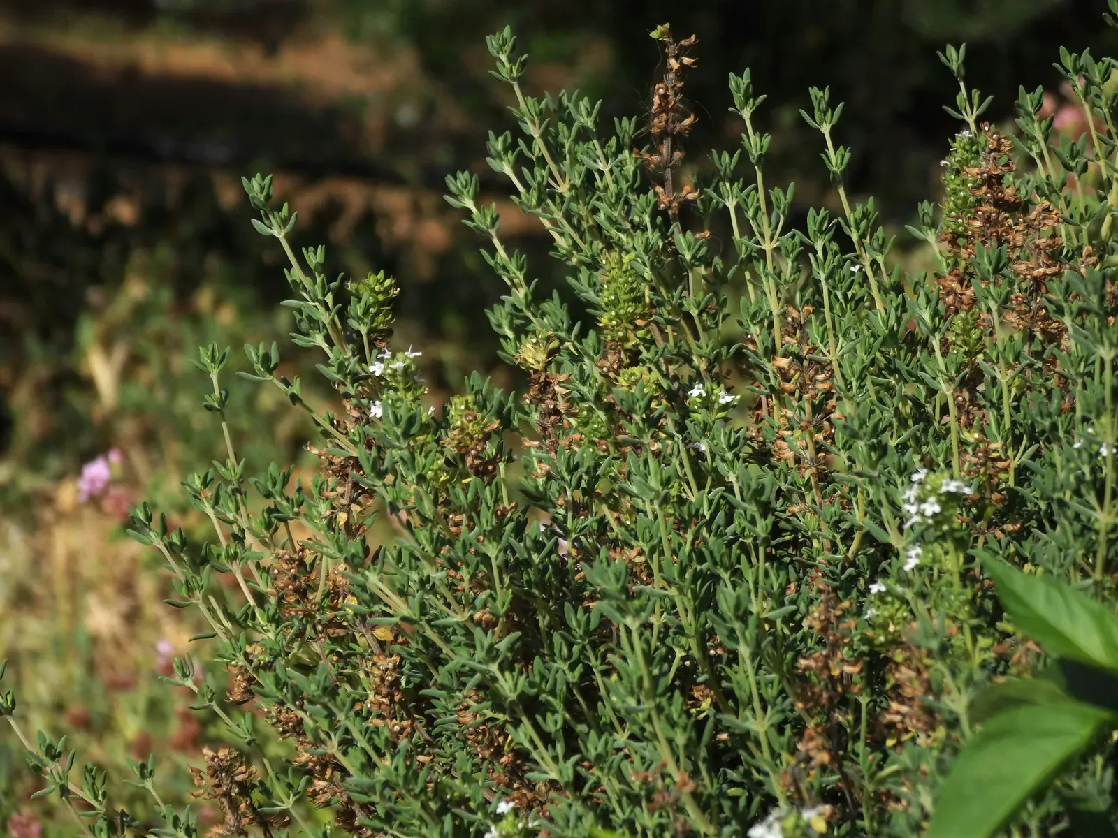 Thymus