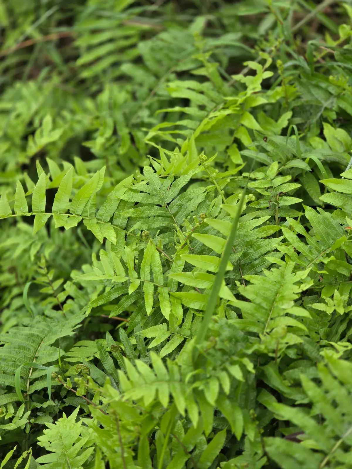 Sawarabi