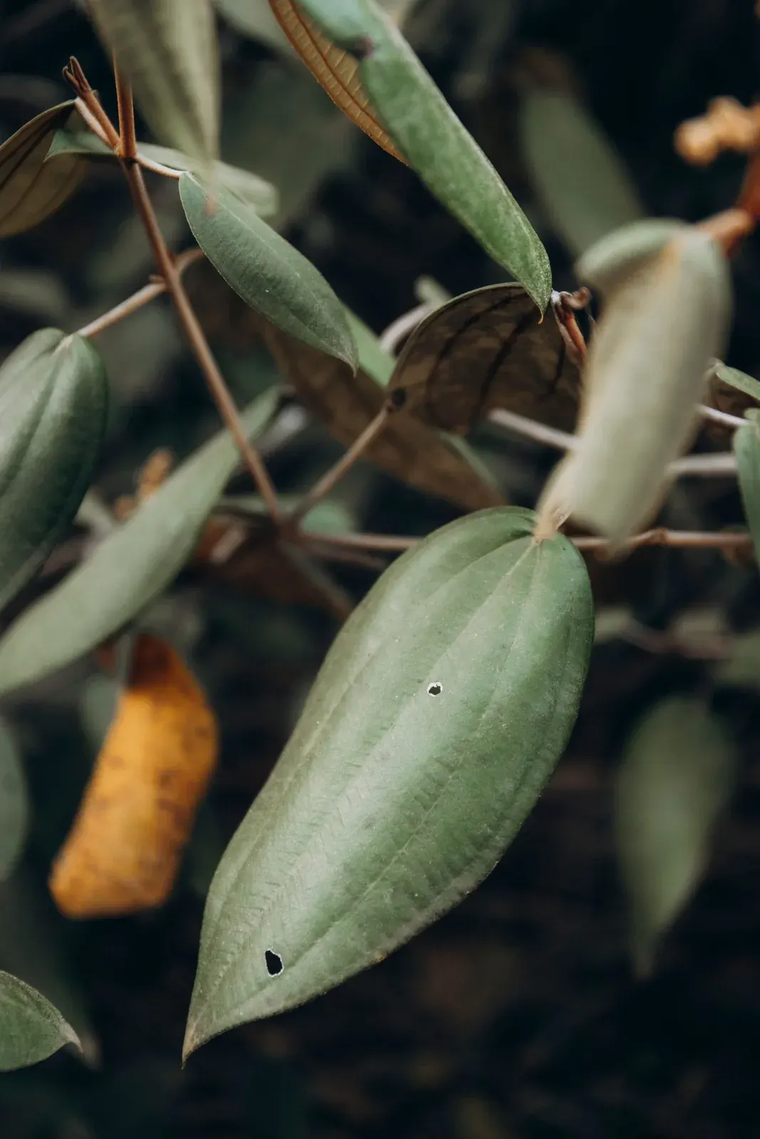 Cinnamon Leaf