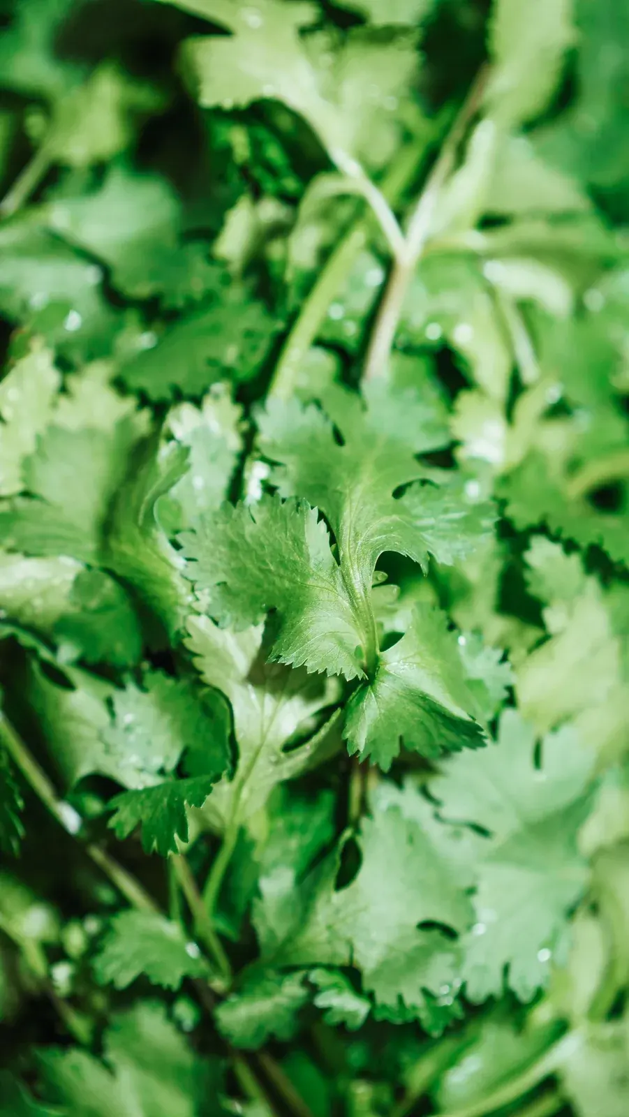 Coriander